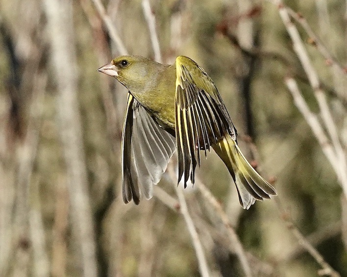 greenfinch